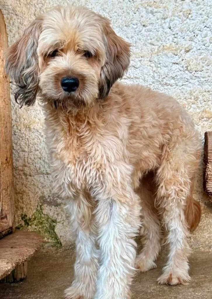 Mango, female senior Mixed Breed for adoption at Souda Shelter, Chania