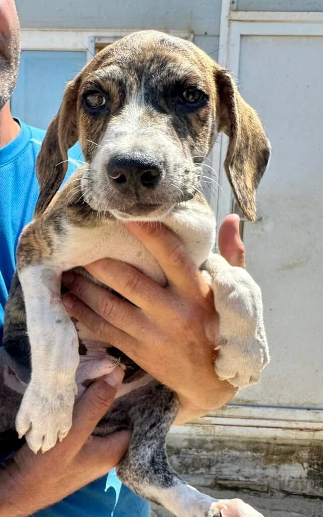Java, male puppy Mixed Breed for adoption at Souda Shelter, Chania