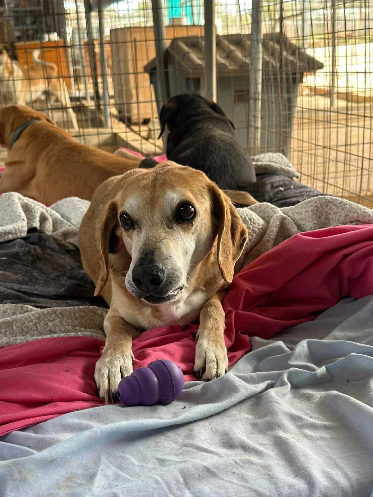 Quentin, male 3yo Mixed Breed for adoption at Souda Shelter, Chania