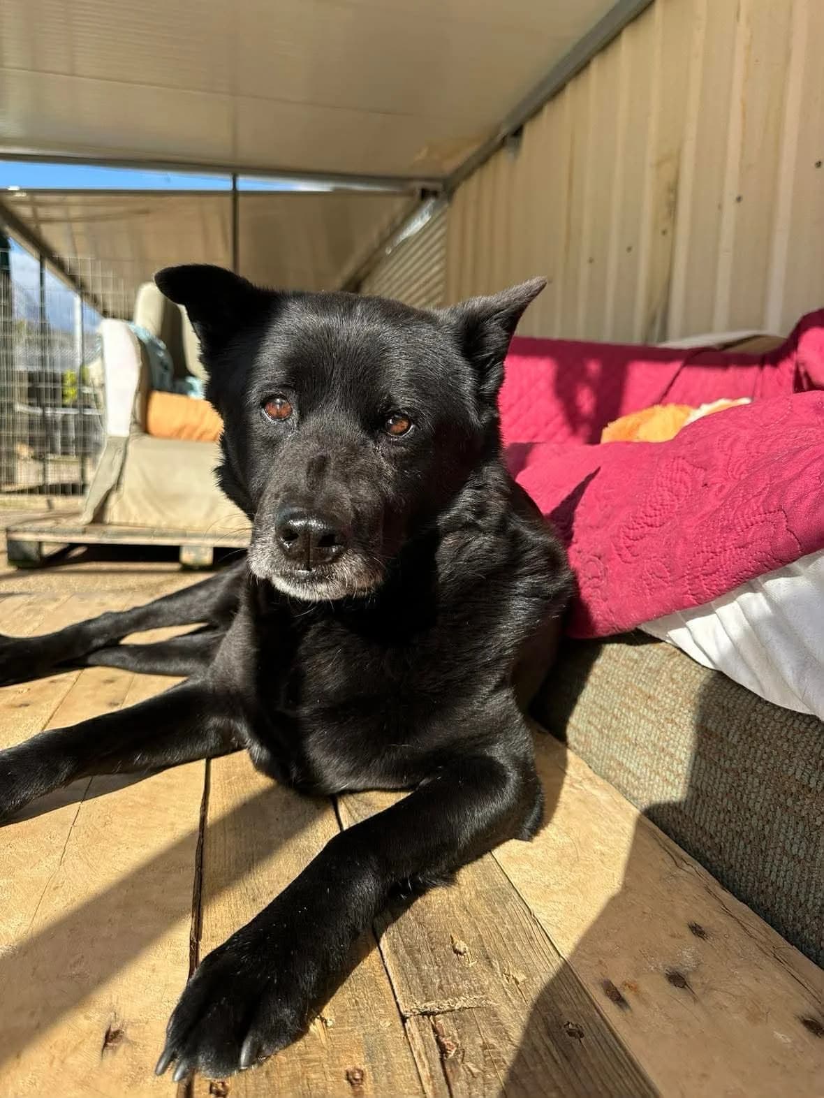 Chappy, black male Mixed Breed for adoption at Souda Shelter, Chania