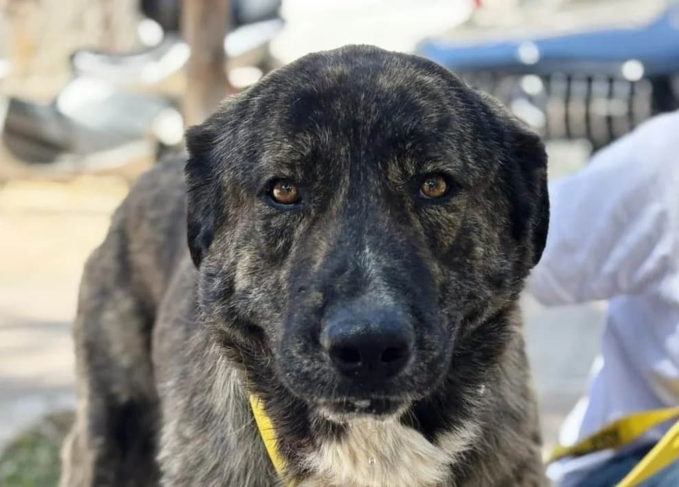 Romeo (Ρομέο), male Mixed Breed for adoption at SPAZ Athens, Athens