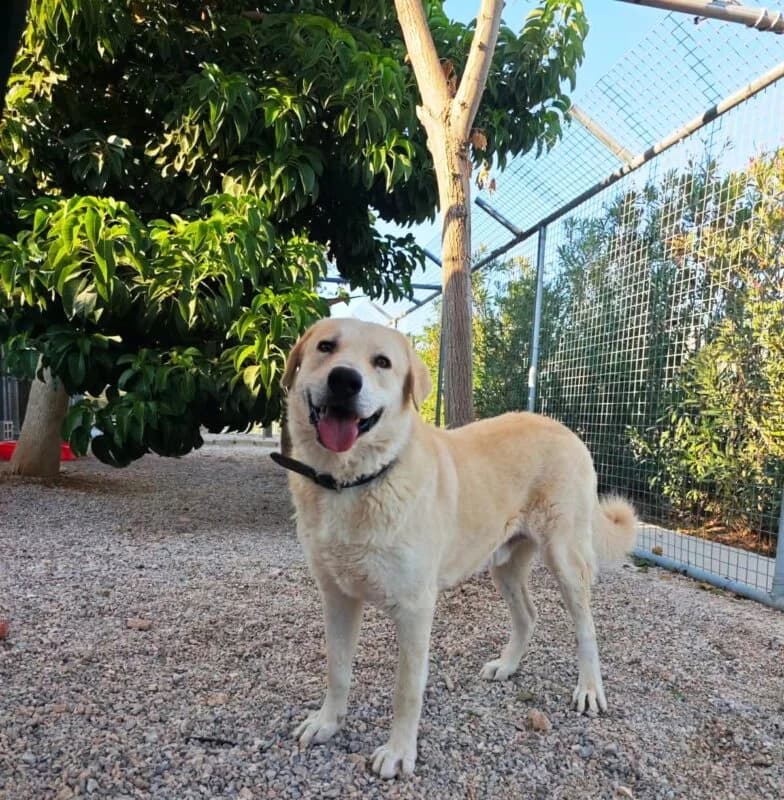 Prince, male Mixed Breed for adoption at SPAZ Athens, Athens