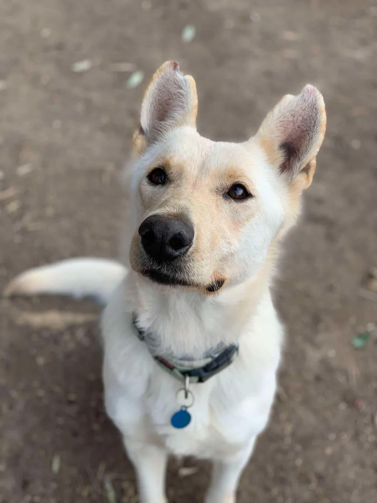 LOYSI (ΛΟΥΣΗ), female young Mixed Breed for adoption at Spectral Stray Action