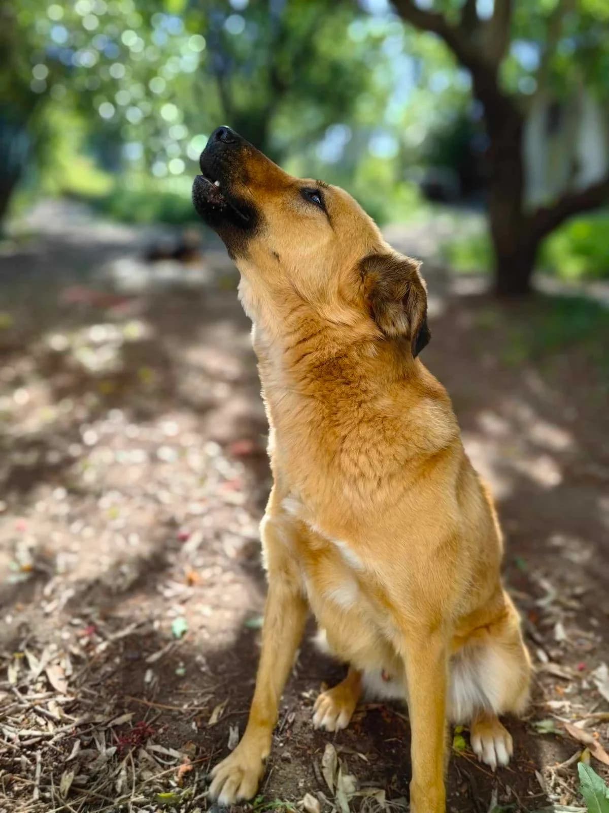 JOHNNY, male young Mixed Breed for adoption at Spectral Stray Action