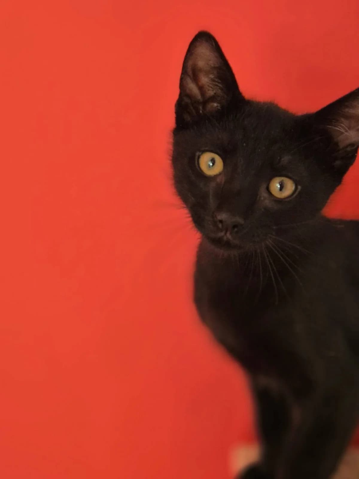 TELIS (ΤΕΛΗΣ), male Mixed Breed for adoption at Spectral Stray Action