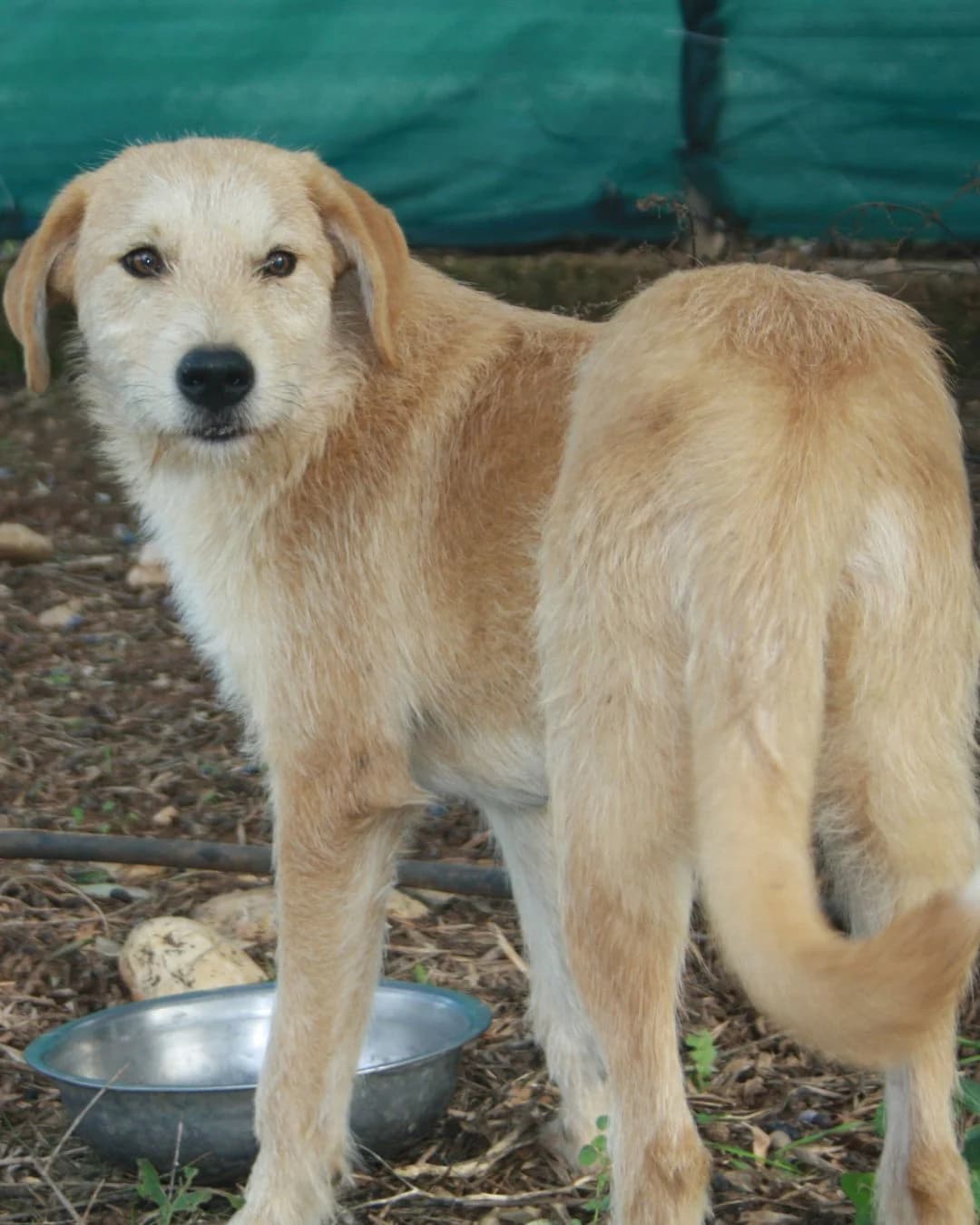 Beni, male young Mixed Breed for adoption at Stray Hope