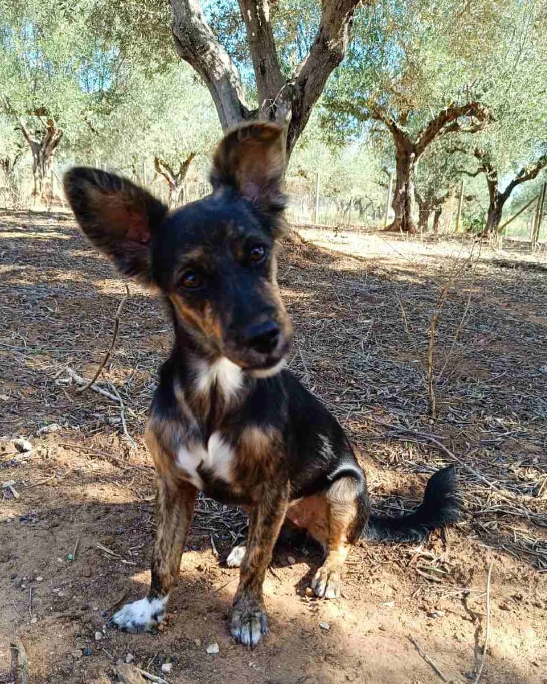 Dimis, male 4yo Mixed Breed for adoption at Stray Hope