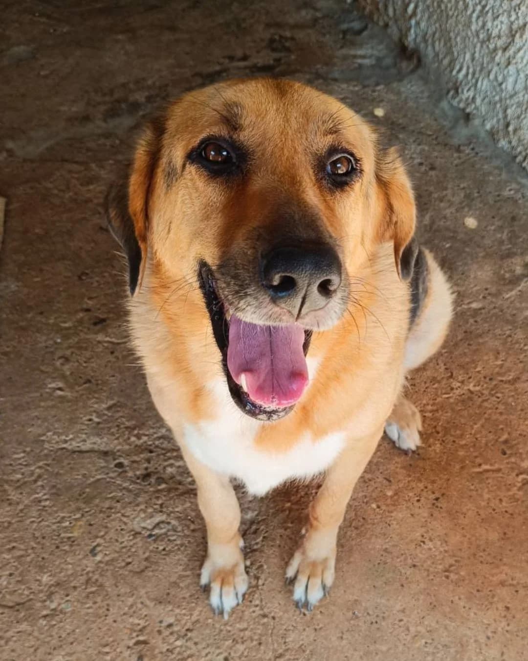 Jackie, female senior Mixed Breed for adoption at Stray Hope