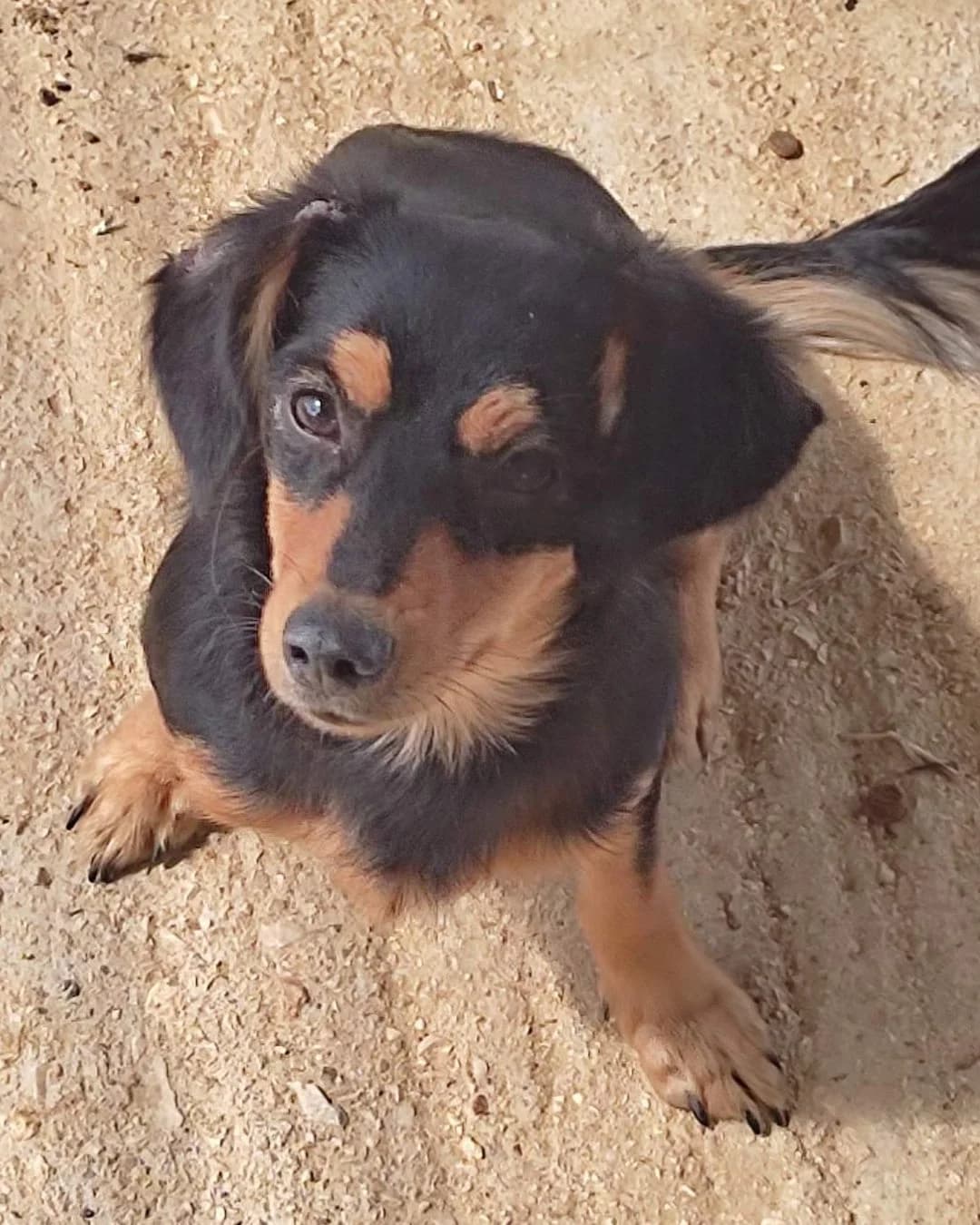 Jodie, female 3yo Mixed Breed for adoption at Stray Hope