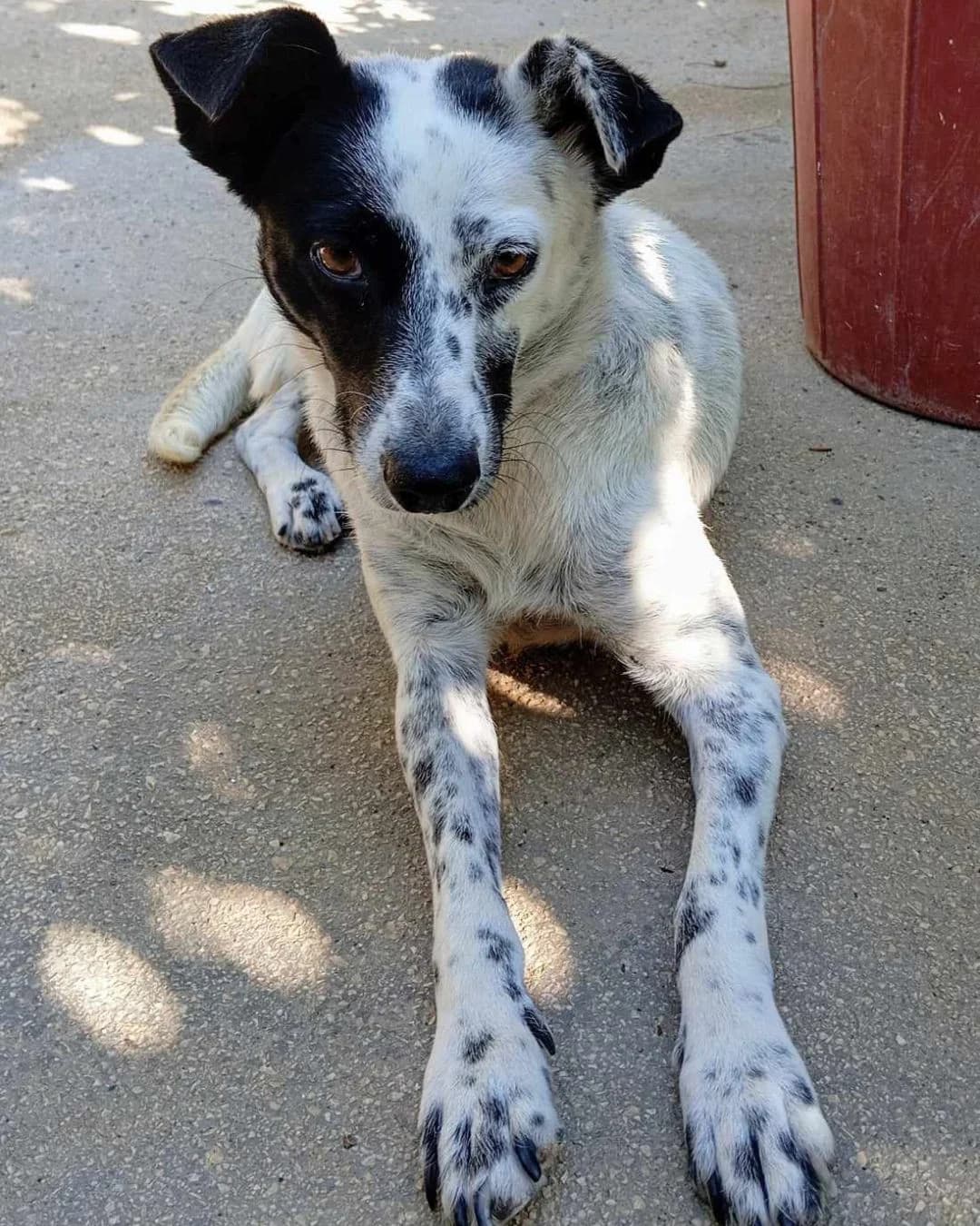Lolita, female 3yo Mixed Breed for adoption at Stray Hope