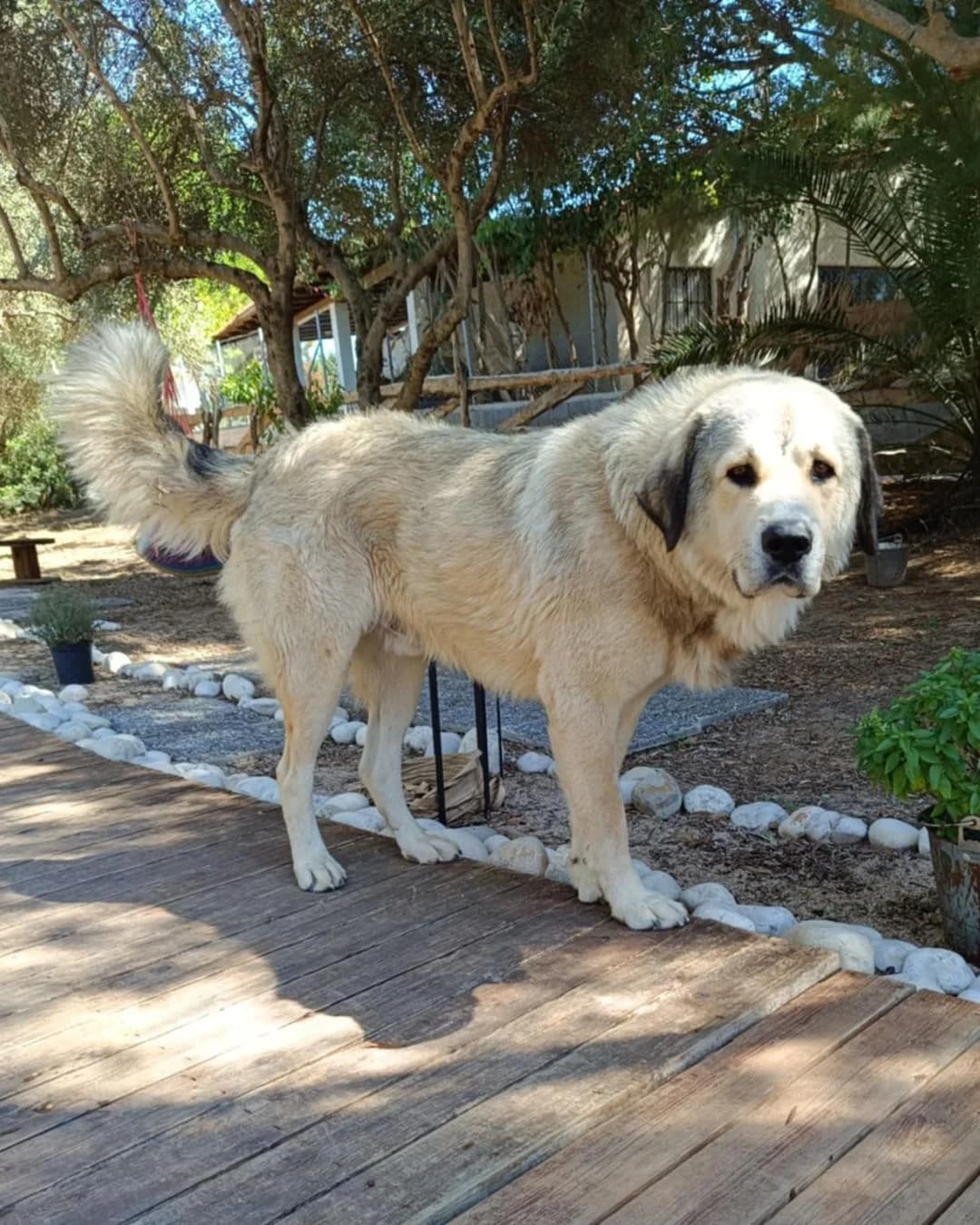 Mpoulis, male 4yo Mixed Breed for adoption at Stray Hope