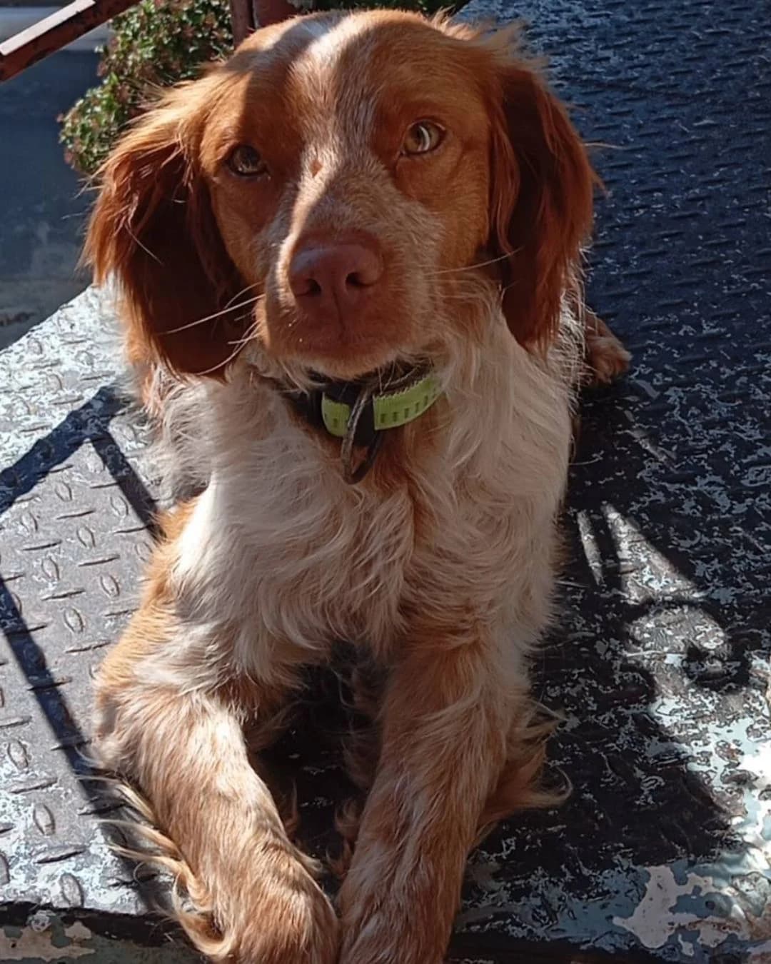 Paris, male 3yo Mixed Breed for adoption at Stray Hope