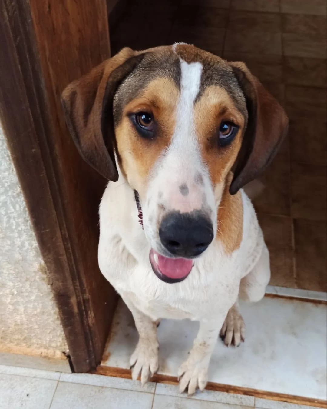 Pepper, male 3yo Mixed Breed for adoption at Stray Hope