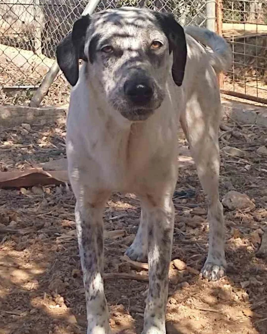 Rebel, female young Mixed Breed for adoption at Stray Hope
