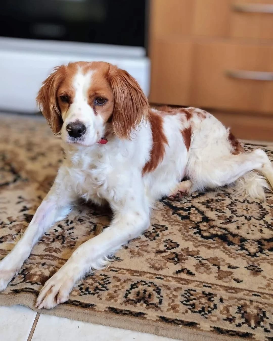 Rika, female 6yo Mixed Breed for adoption at Stray Hope