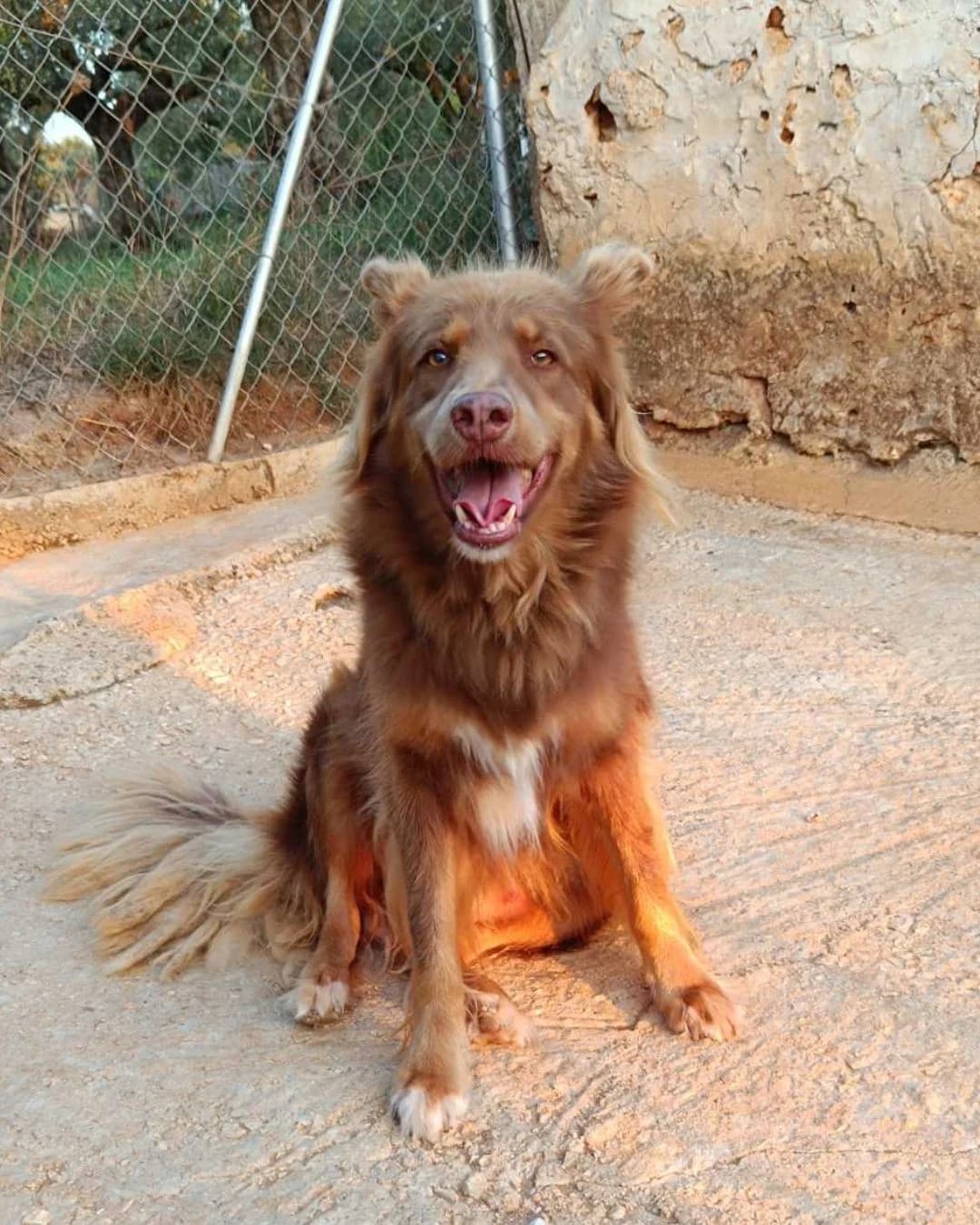 Rimbo, male senior Mixed Breed for adoption at Stray Hope