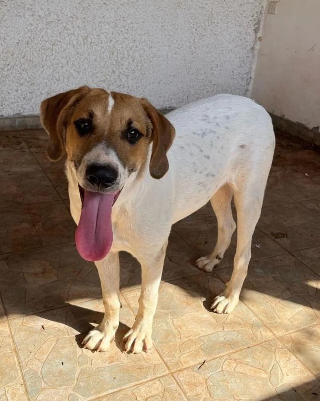Spice, male 3yo Mixed Breed for adoption at Stray Hope
