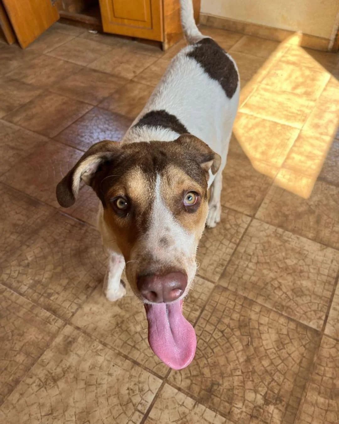 Veniamin, male 3yo Mixed Breed for adoption at Stray Hope