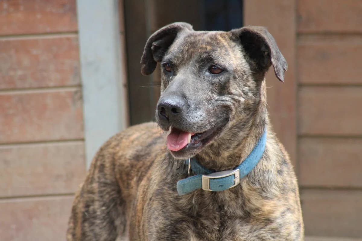 Antel (Αντέλ), female senior Mixed Breed for adoption at Stray Planet