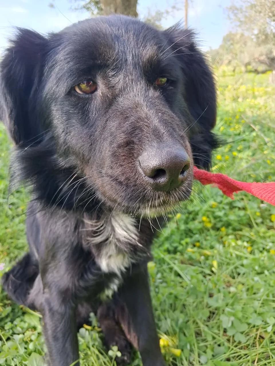 Aris, male young Mixed Breed for adoption at Friends of the Strays of Greece