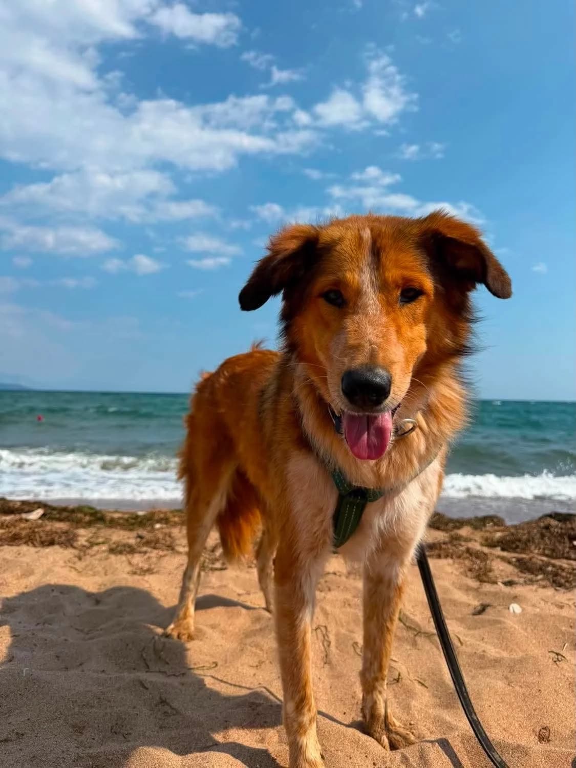 Arlo, female young Mixed Breed for adoption at Friends of the Strays of Greece