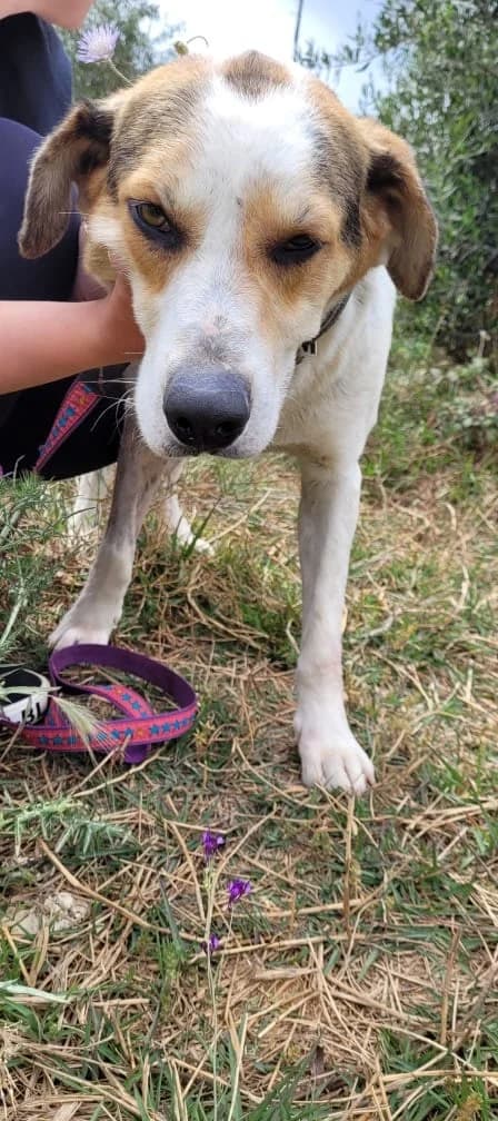 Athos, male Mixed Breed for adoption at Friends of the Strays of Greece