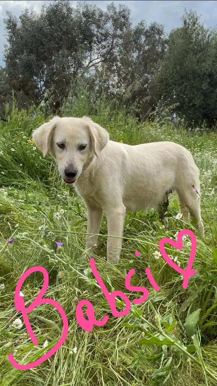 Babsi, female young Mixed Breed for adoption at Friends of the Strays of Greece