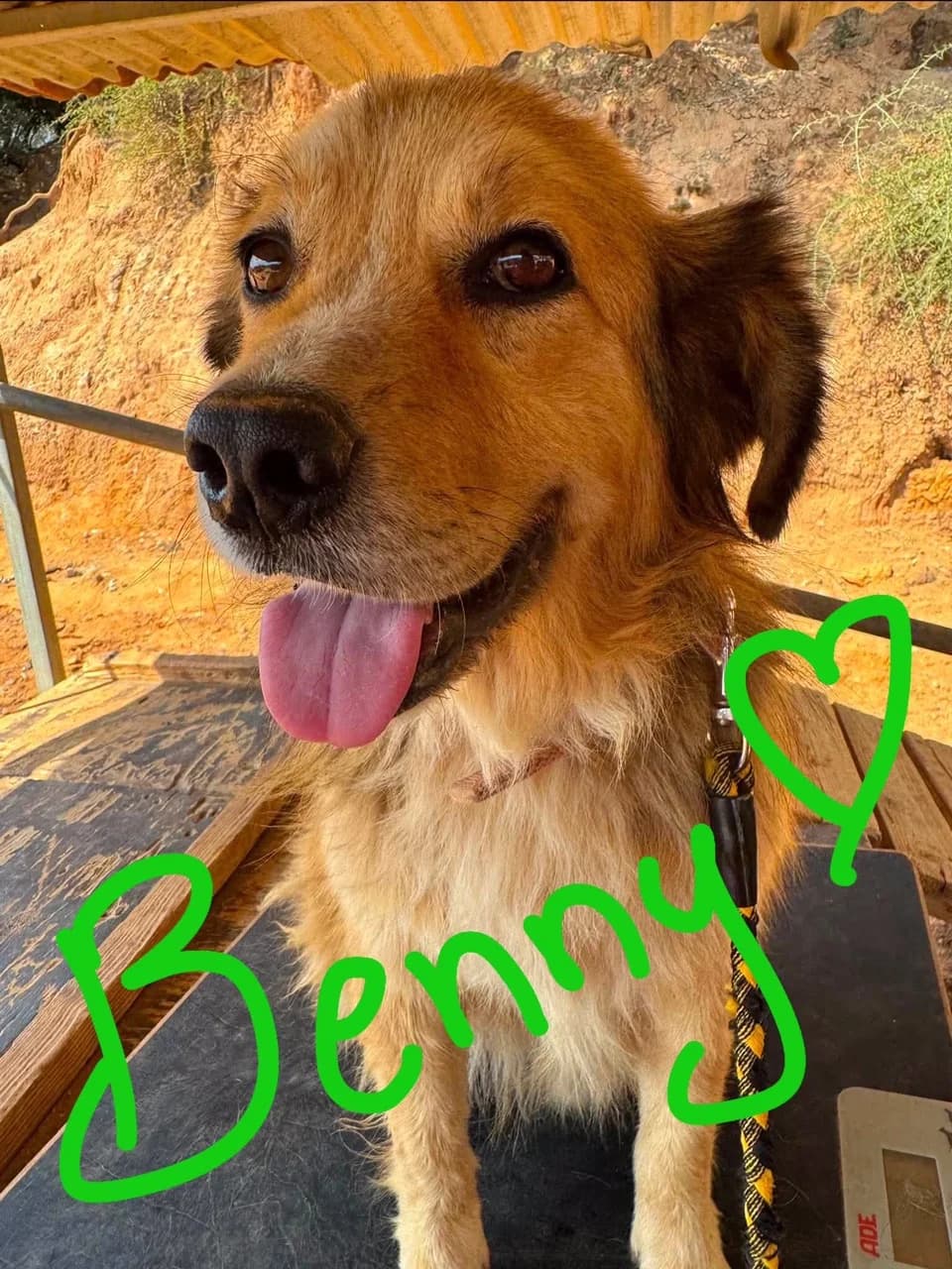Benny, male 4yo Mixed Breed for adoption at Friends of the Strays of Greece