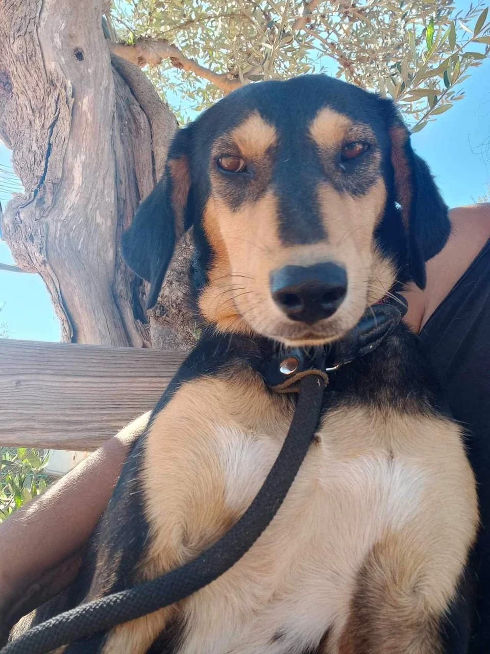 Bluebell, female 5yo Mixed Breed for adoption at Friends of the Strays of Greece