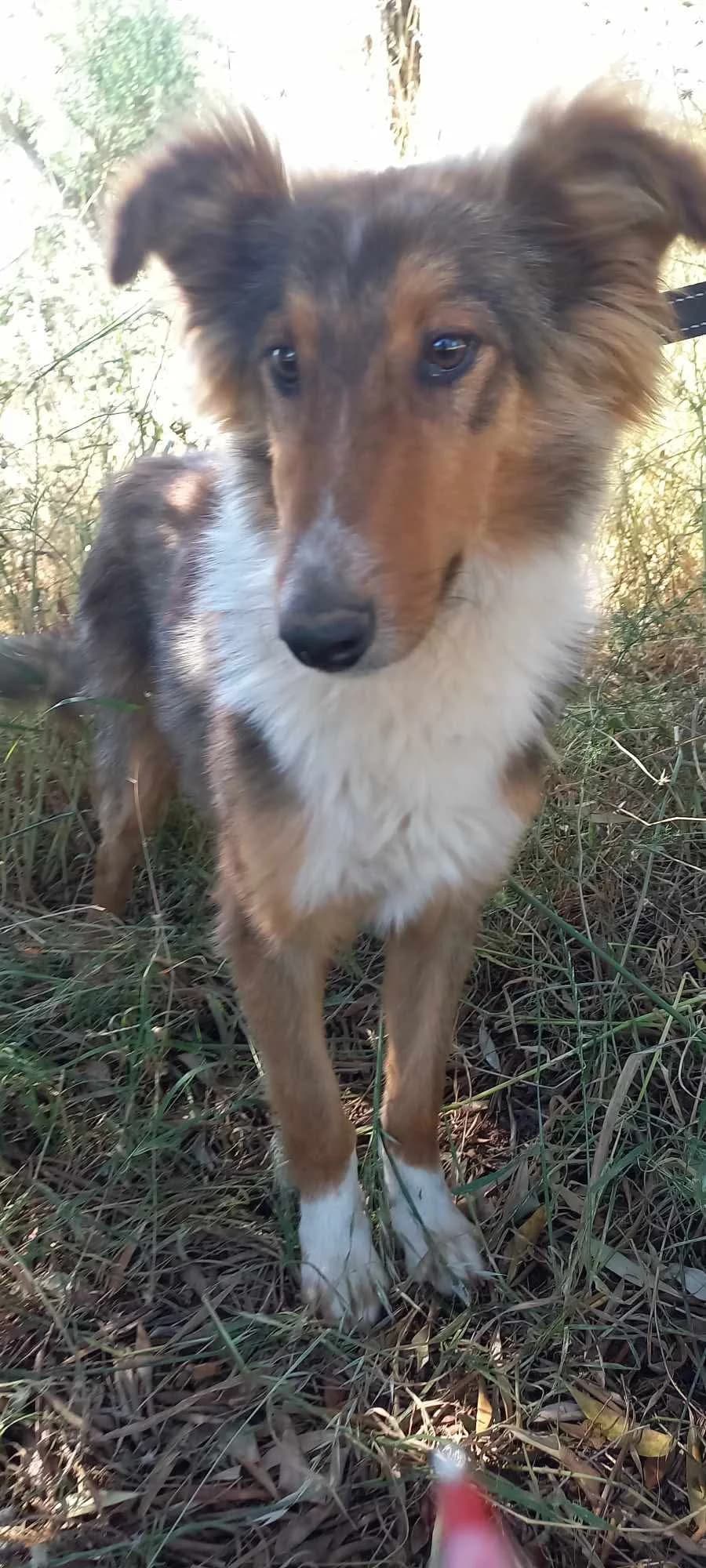 Casper, male Mixed Breed for adoption at Friends of the Strays of Greece