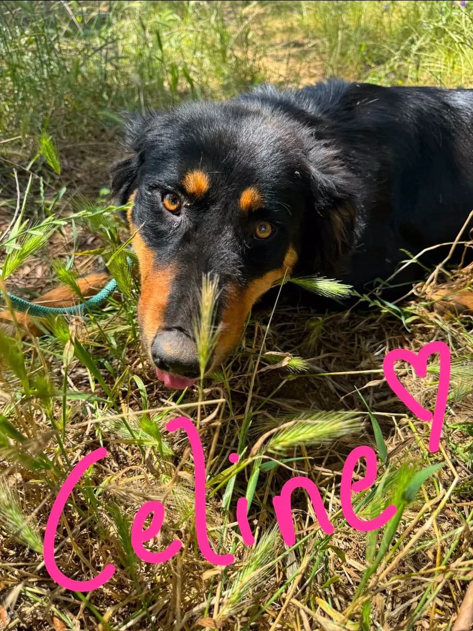 Celine, 3yo Mixed Breed for adoption at Friends of the Strays of Greece