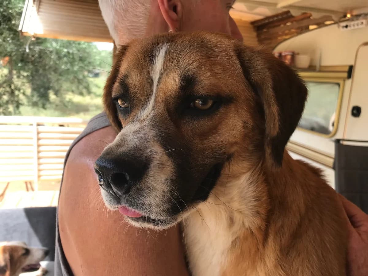 Cuthbert, male young Mixed Breed for adoption at Friends of the Strays of Greece