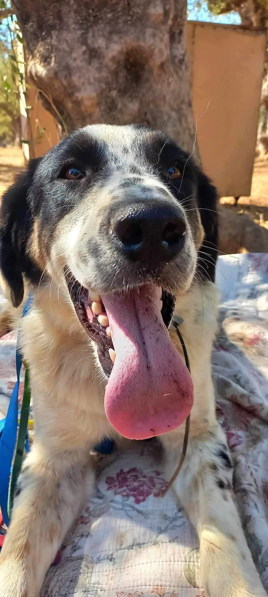 Dandy, male 4yo Mixed Breed for adoption at Friends of the Strays of Greece