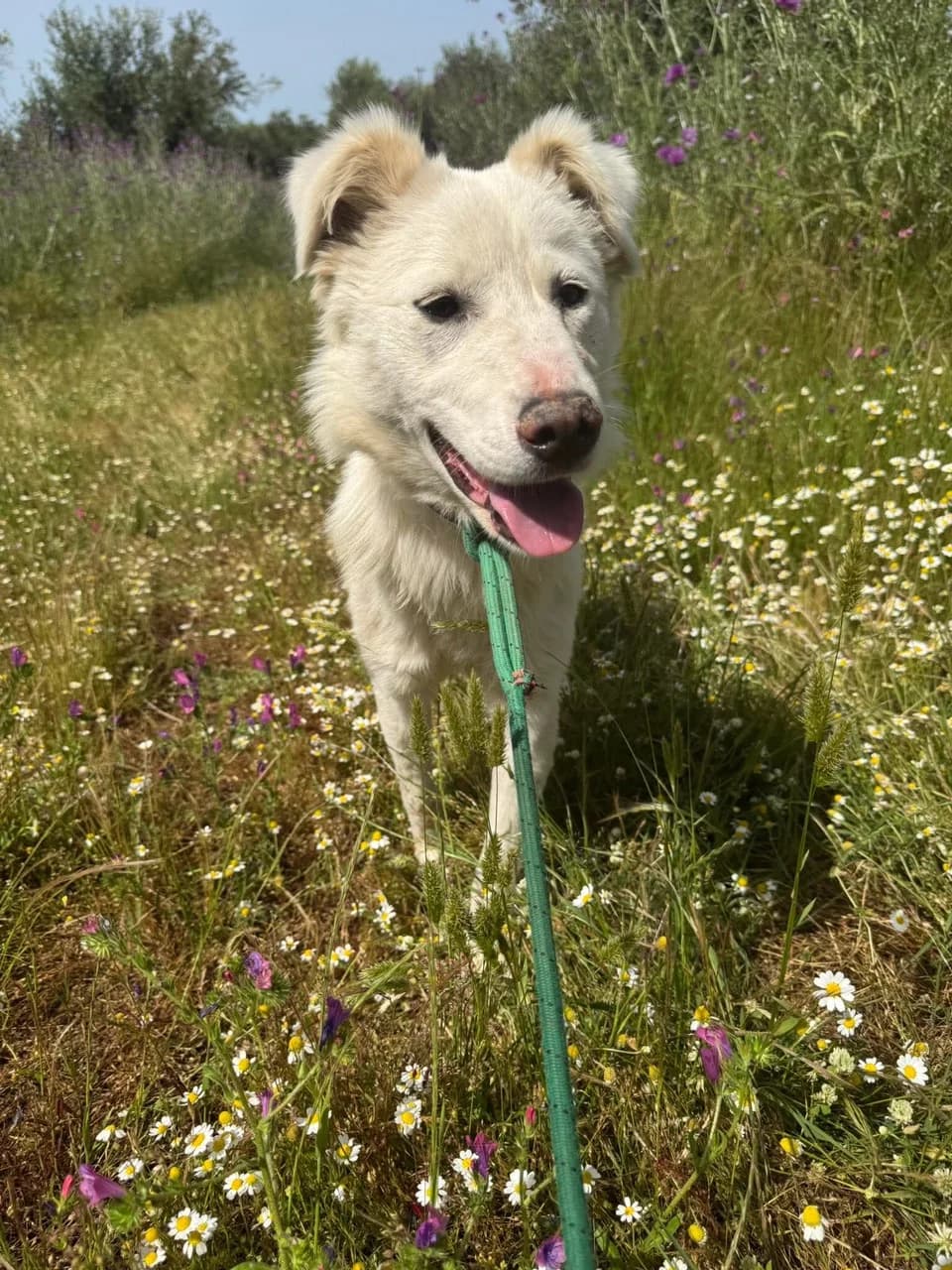 Delilah, female Mixed Breed for adoption at Friends of the Strays of Greece