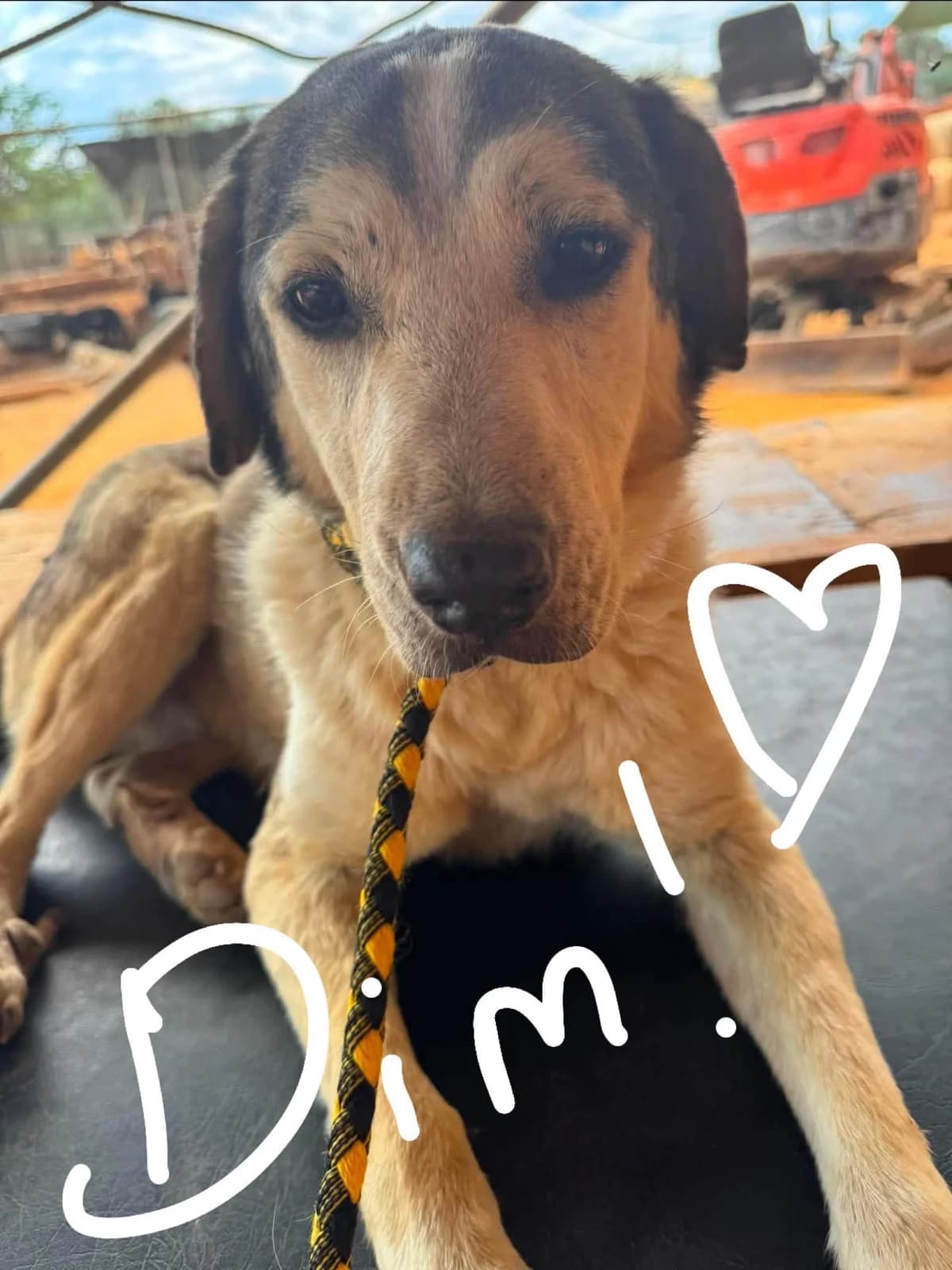 Dim, male 6yo Mixed Breed for adoption at Friends of the Strays of Greece