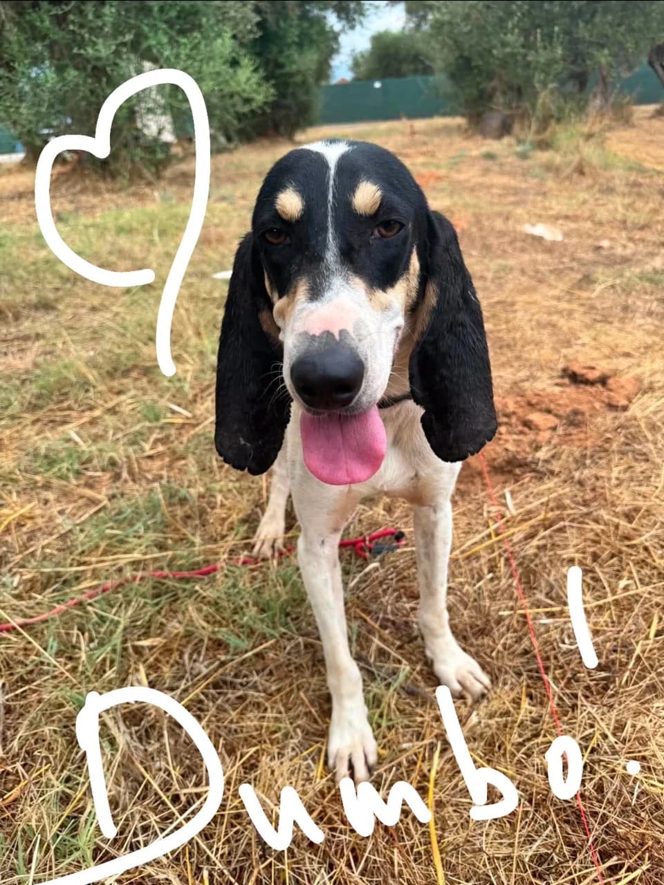 Dumbo, male 4yo Mixed Breed for adoption at Friends of the Strays of Greece
