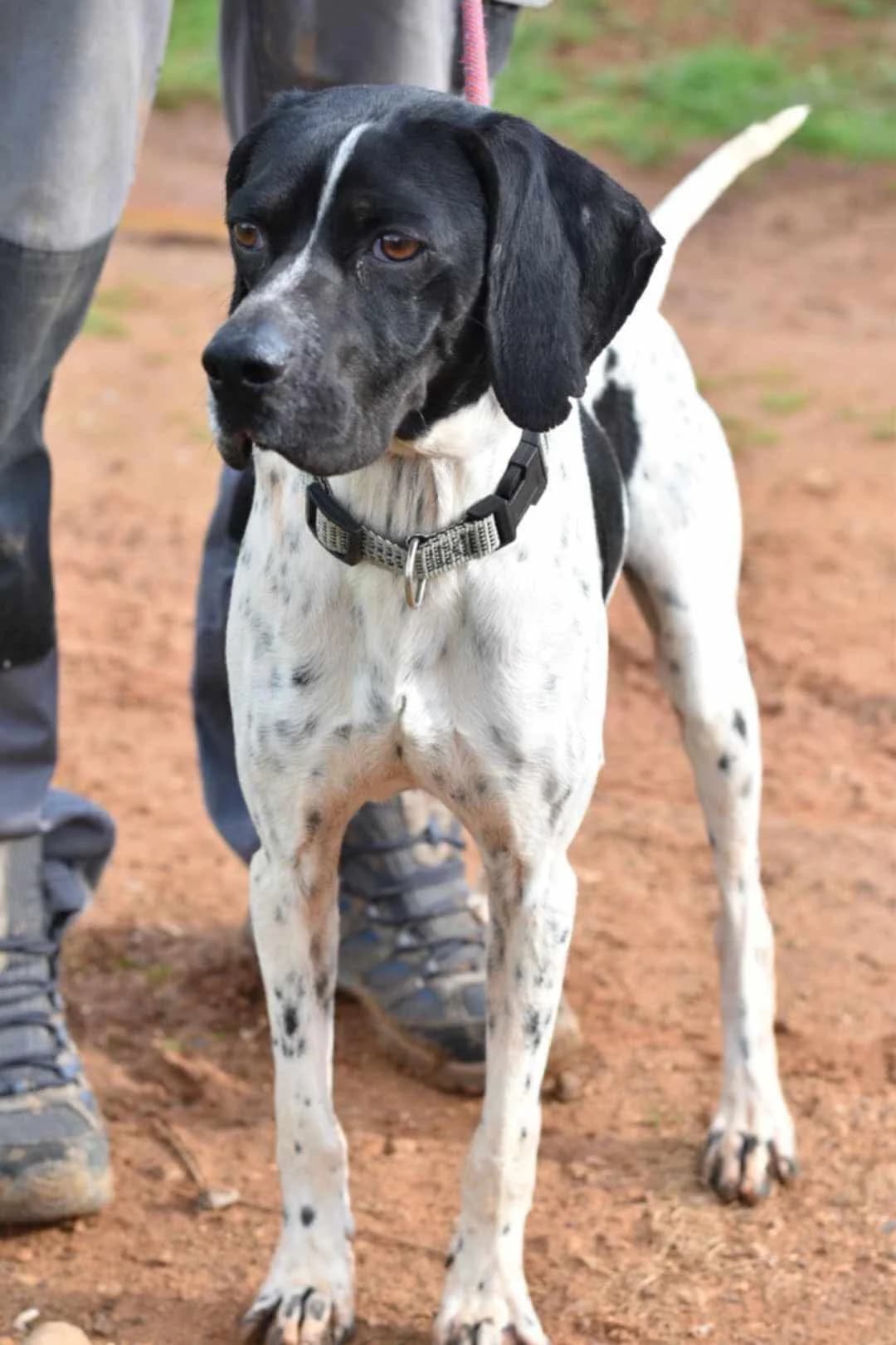 Finn, male Mixed Breed for adoption at Friends of the Strays of Greece
