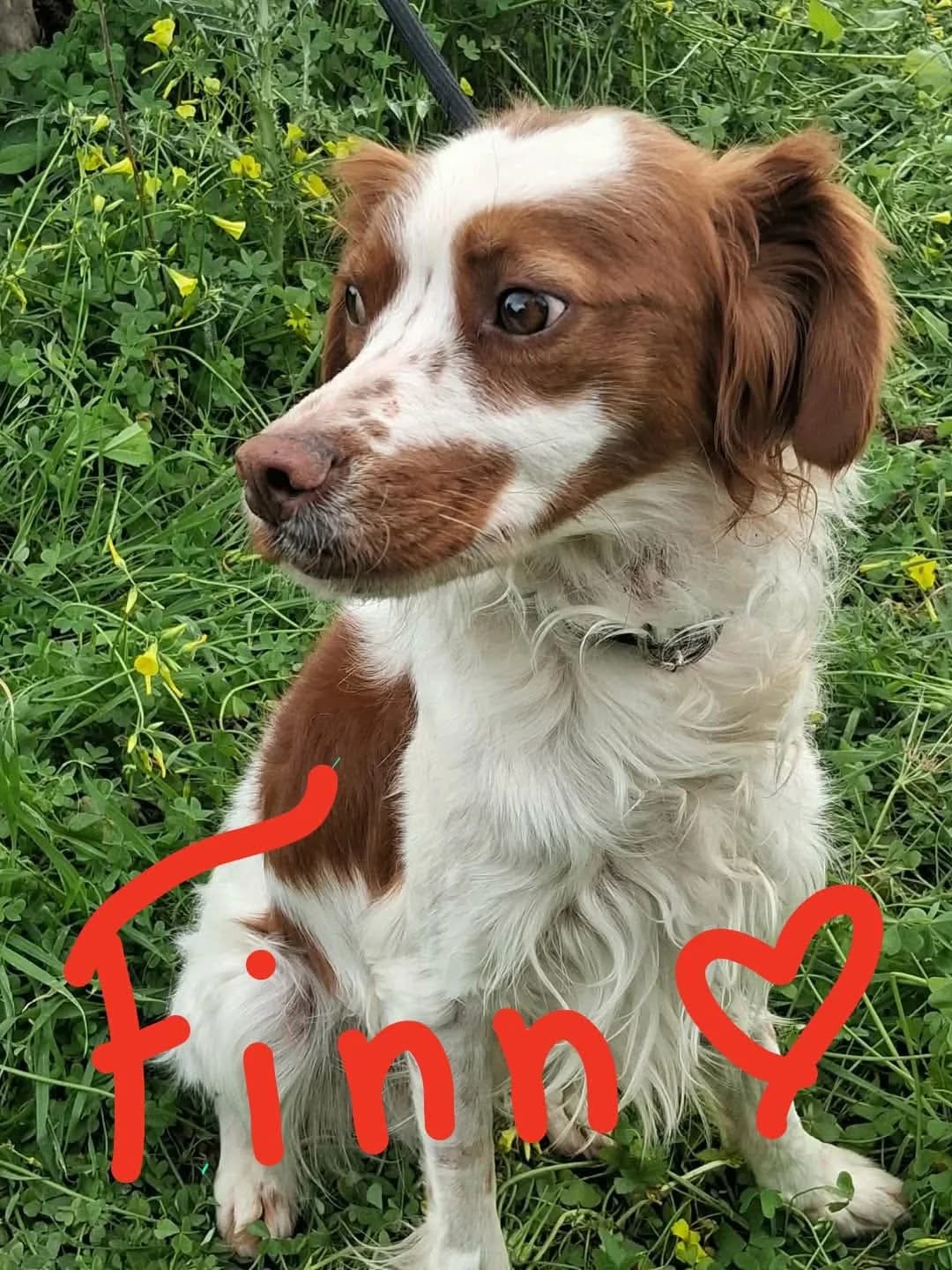 Finn, male young Mixed Breed for adoption at Friends of the Strays of Greece