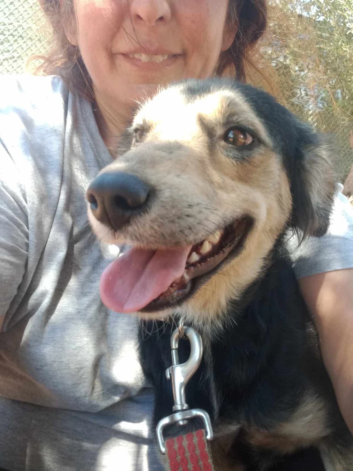 Foxy, female Mixed Breed for adoption at Friends of the Strays of Greece