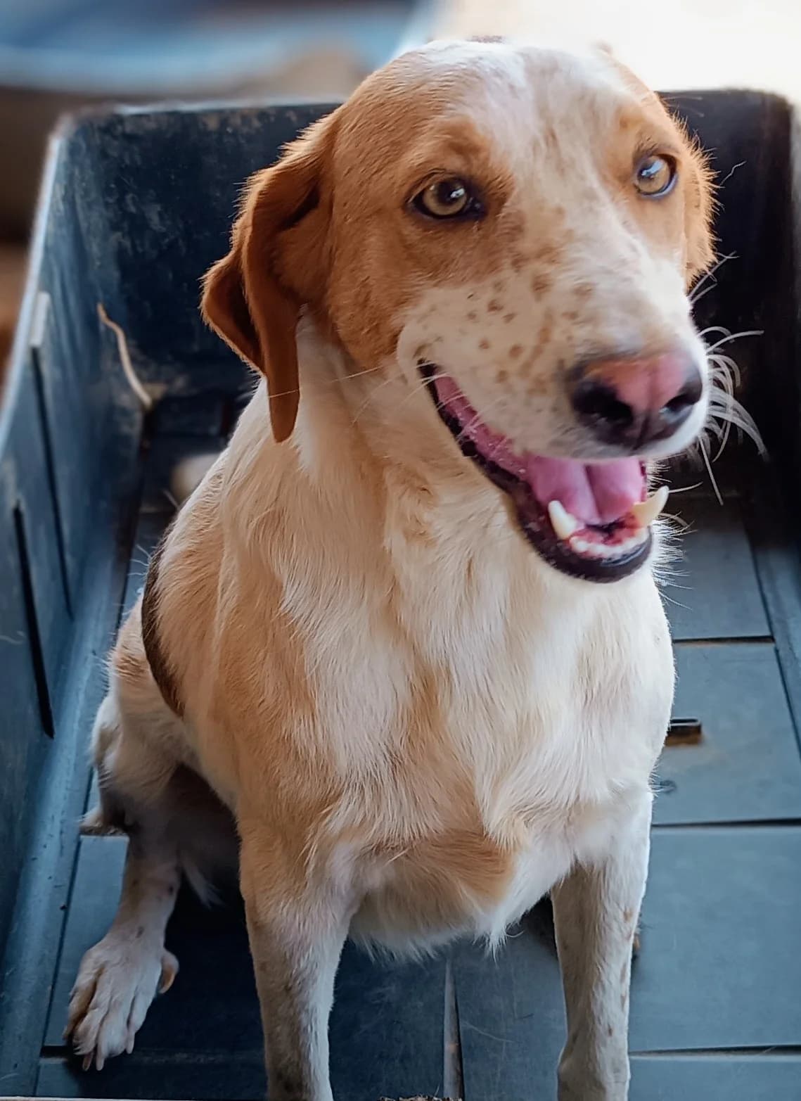 Freckles, female 3yo Mixed Breed for adoption at Friends of the Strays of Greece