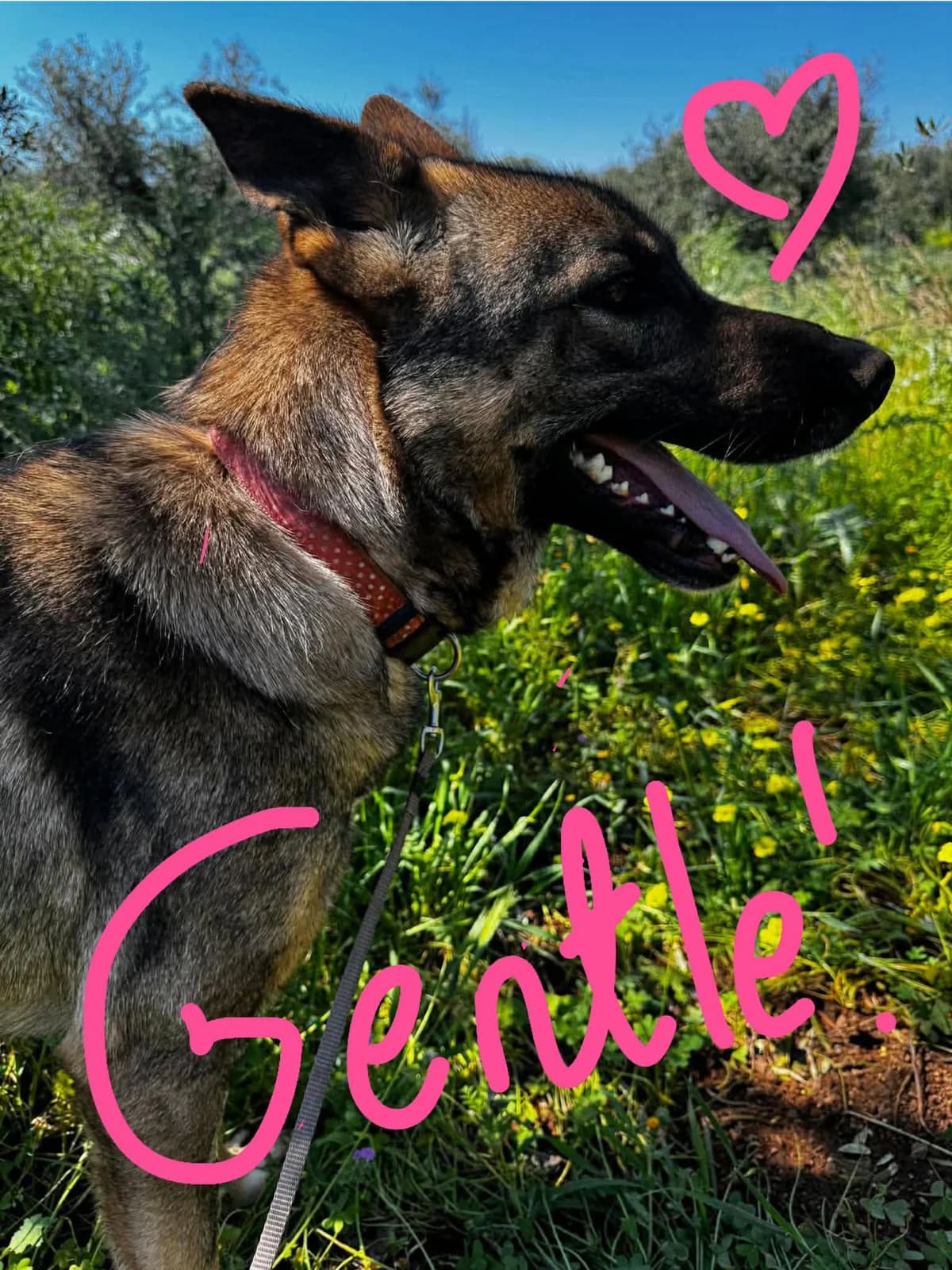 Gentle – Reserved Czarnecka, female Mixed Breed for adoption at Friends of the Strays of Greece
