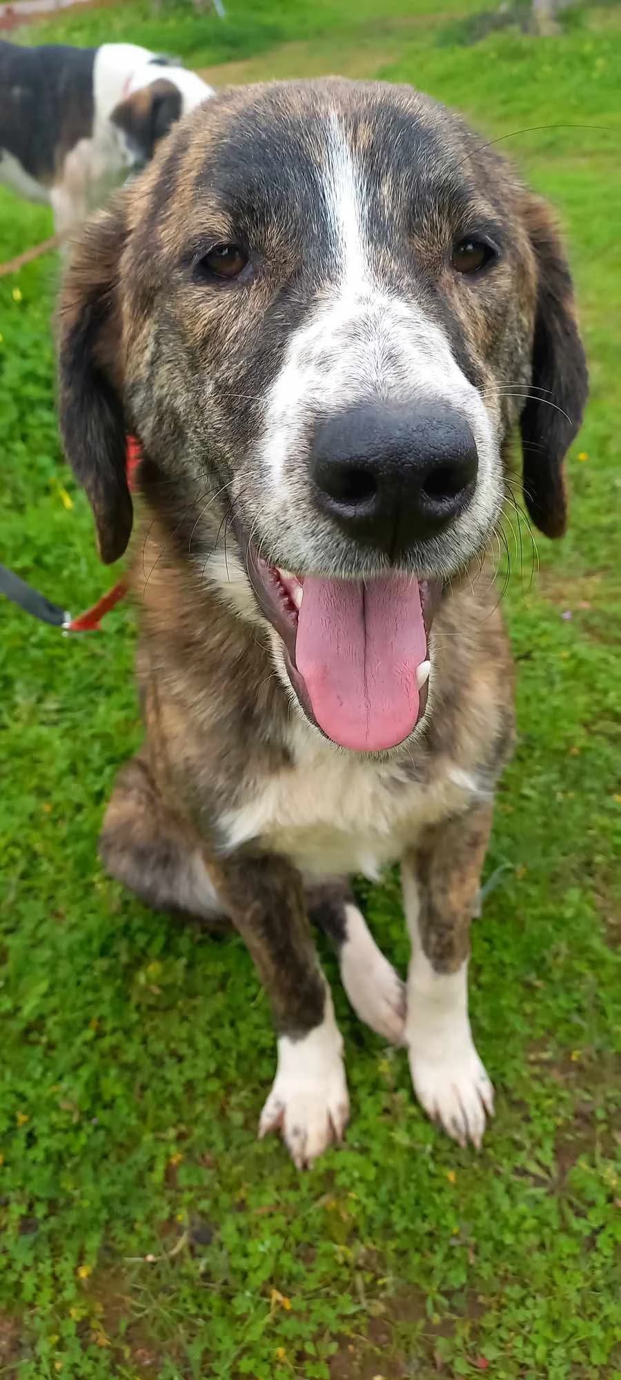 Heidi, female young Mixed Breed for adoption at Friends of the Strays of Greece