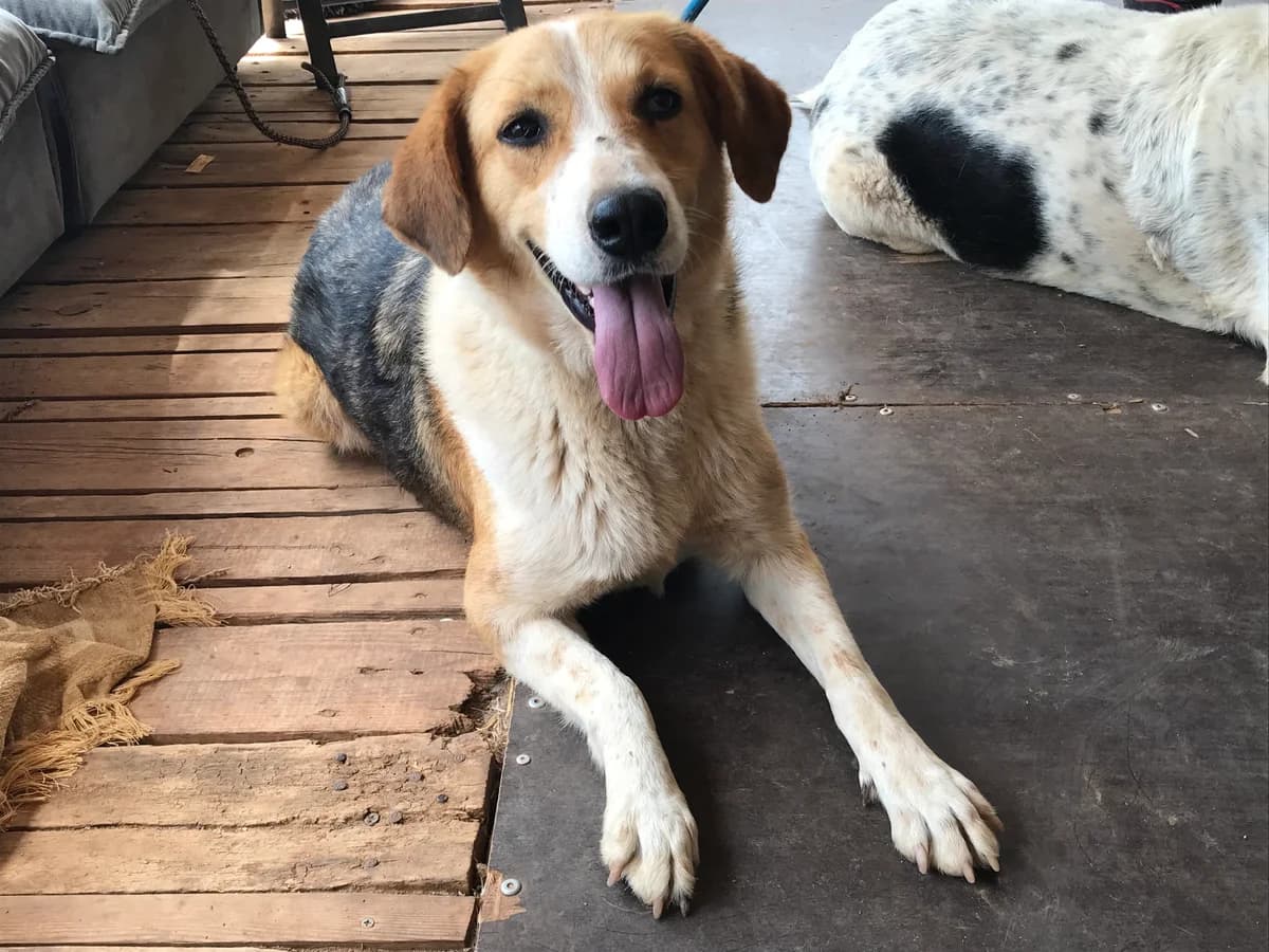 Inga, female 4yo Mixed Breed for adoption at Friends of the Strays of Greece