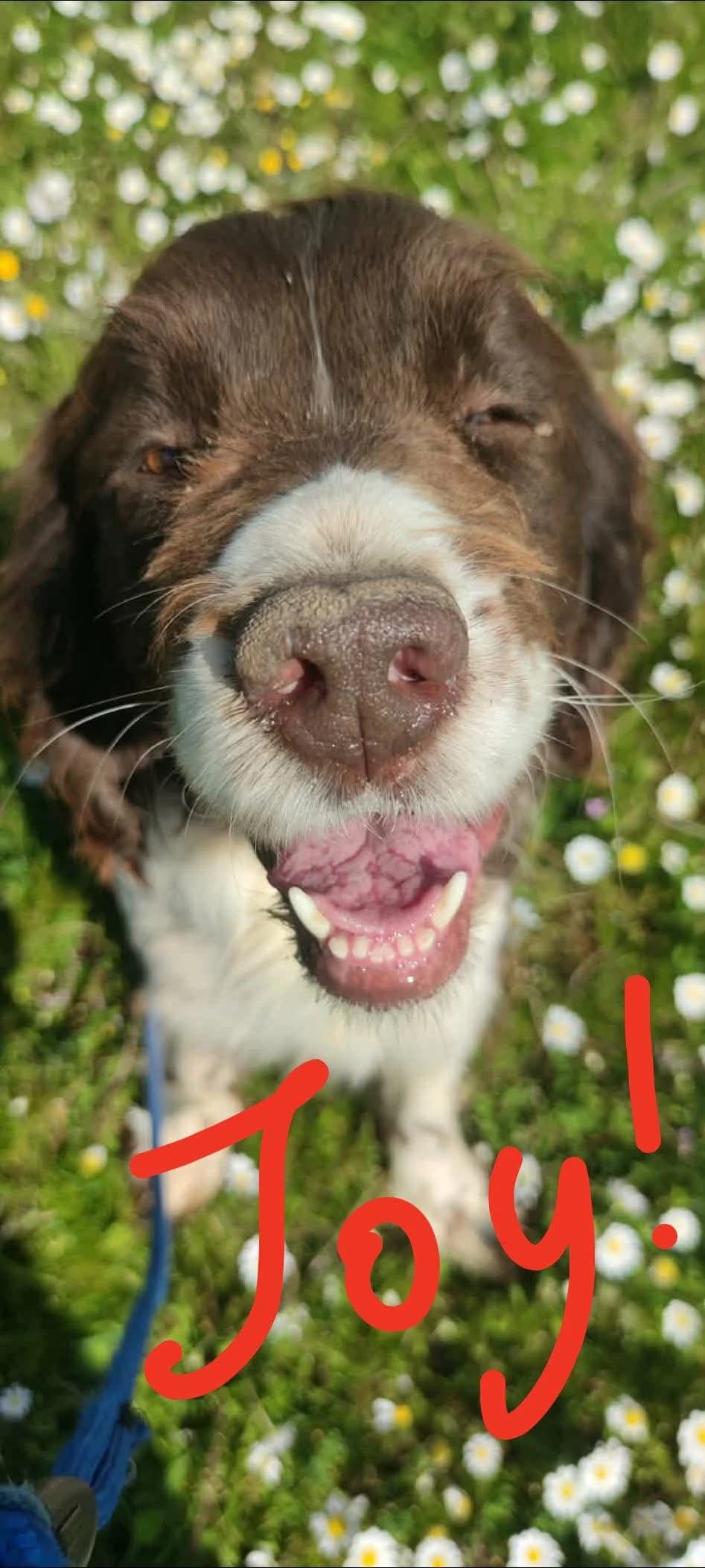 Joy, male 6yo Mixed Breed for adoption at Friends of the Strays of Greece