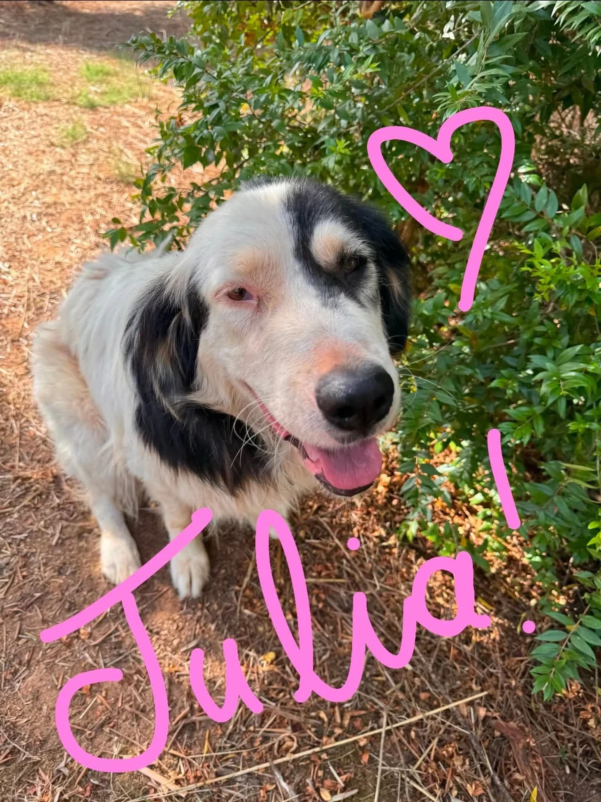 Julia, female Mixed Breed for adoption at Friends of the Strays of Greece
