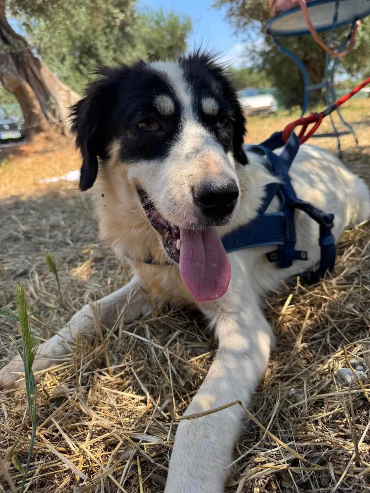Kenzi, female young Mixed Breed for adoption at Friends of the Strays of Greece