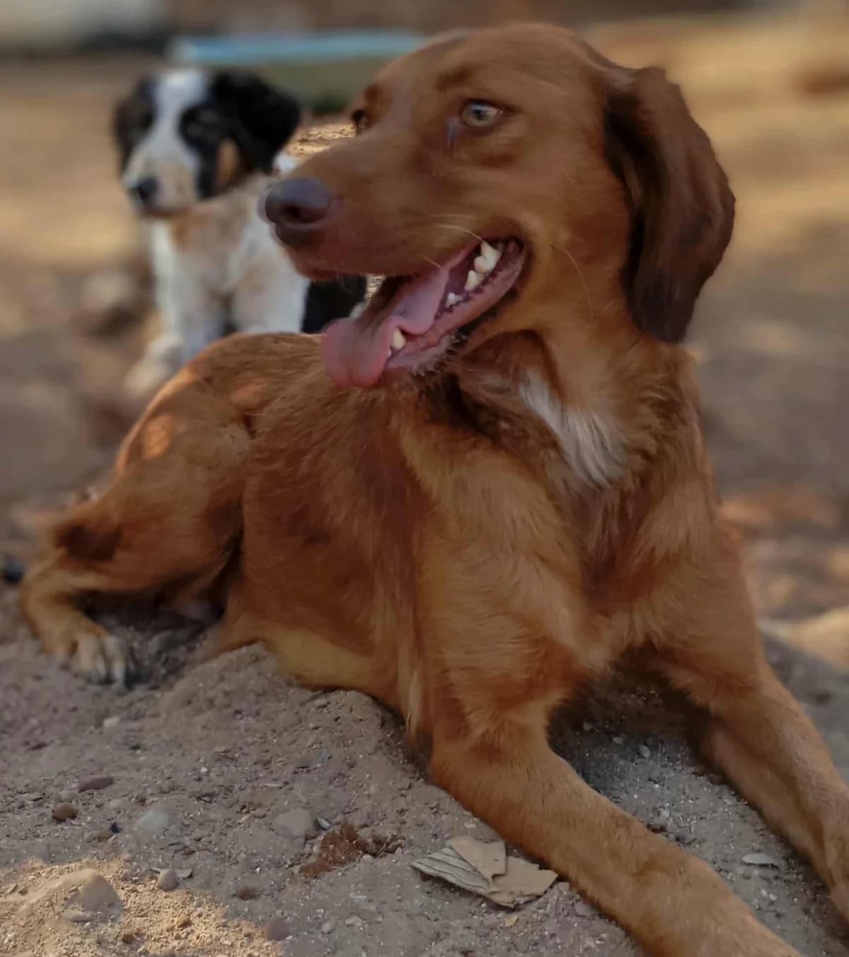 Luella, female 3yo Mixed Breed for adoption at Friends of the Strays of Greece