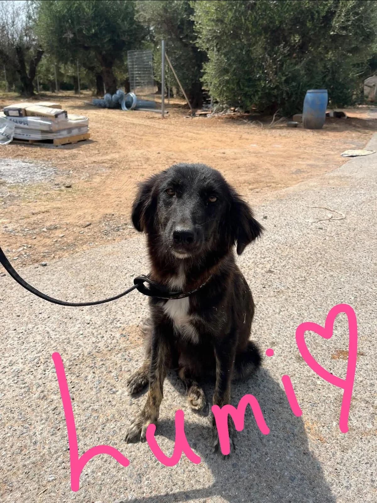Lumi – Reserved, female Mixed Breed for adoption at Friends of the Strays of Greece
