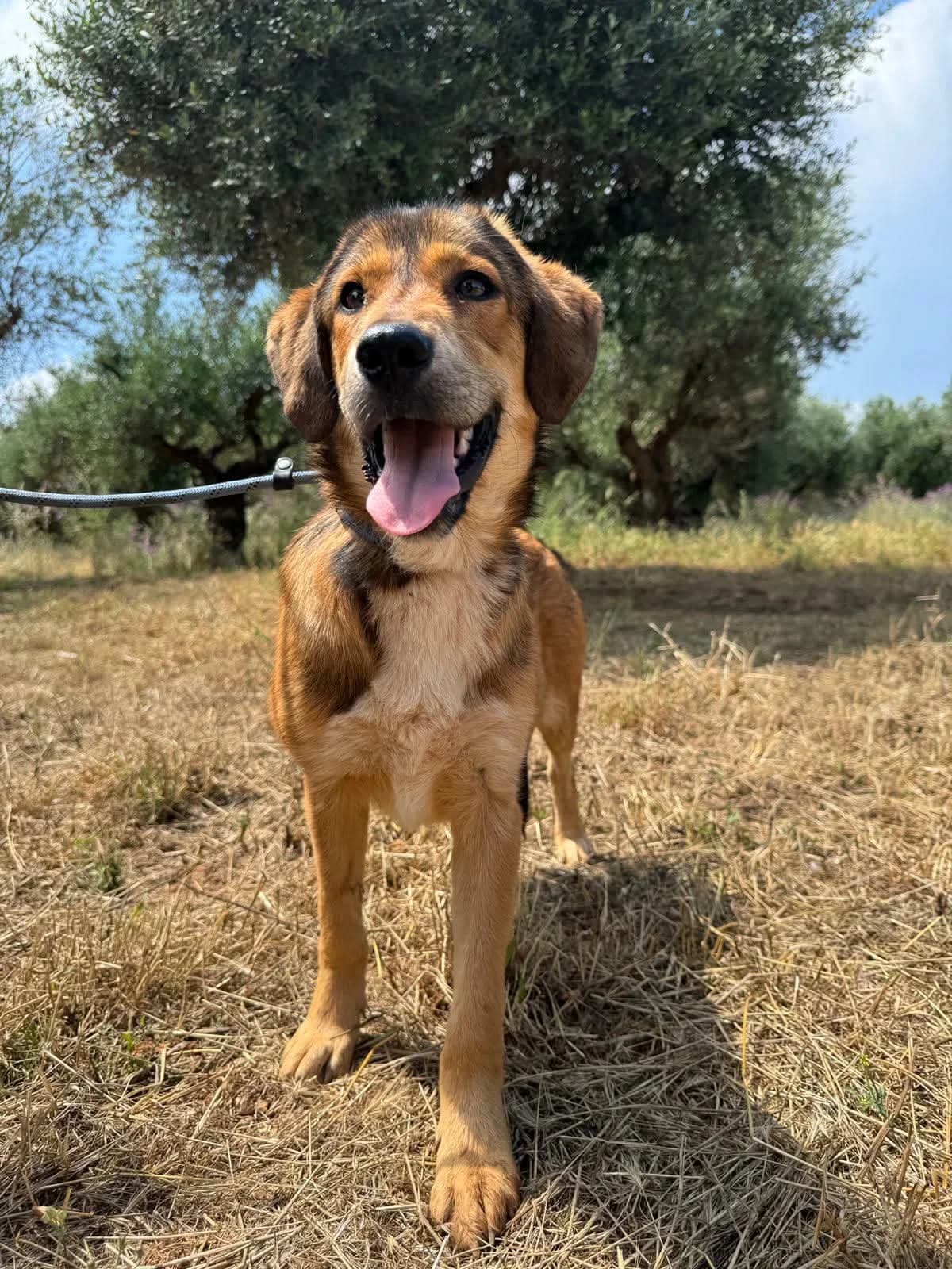 Magnolia, female Mixed Breed for adoption at Friends of the Strays of Greece