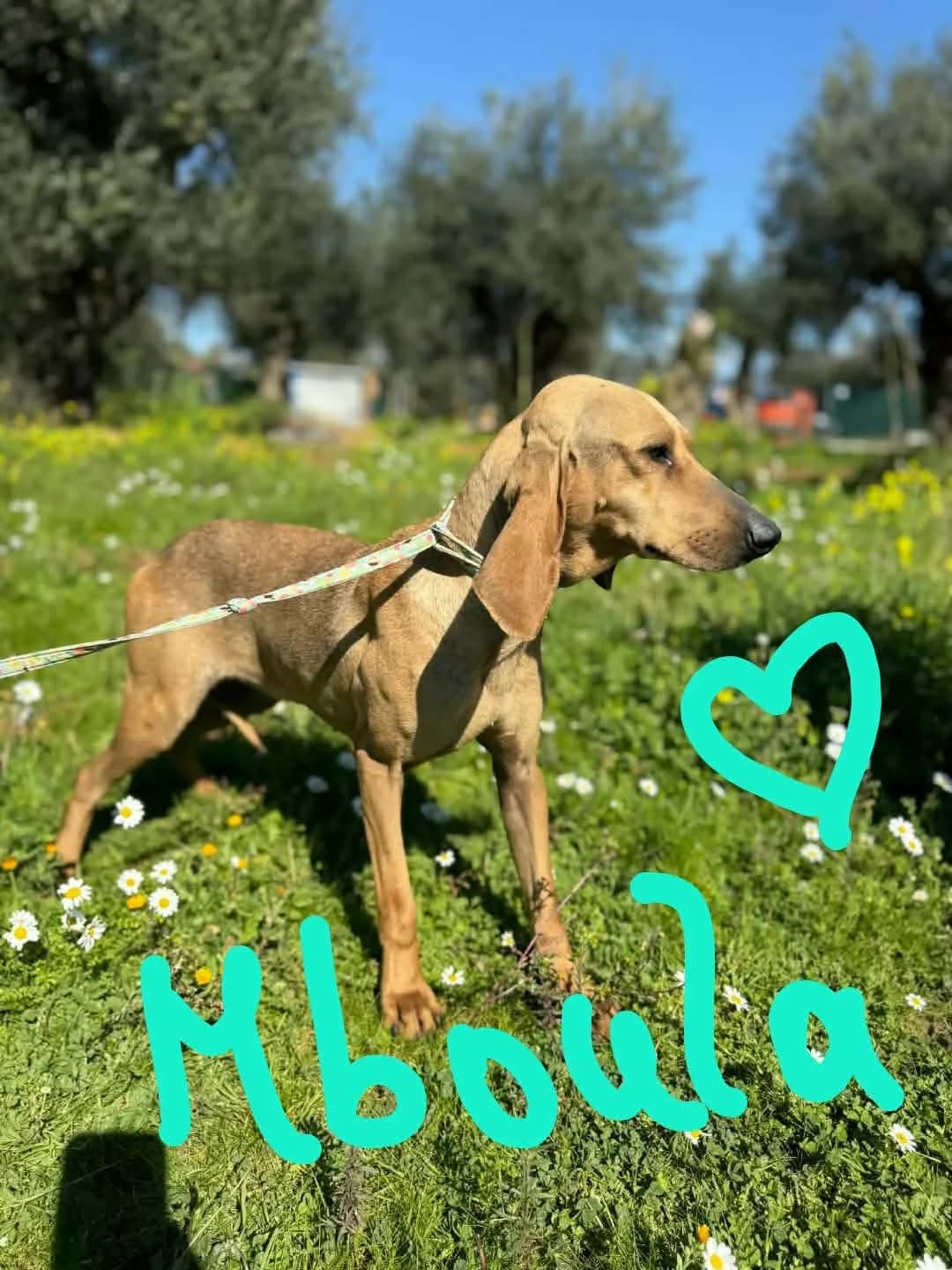 Mboula, female 4yo Mixed Breed for adoption at Friends of the Strays of Greece
